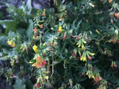 Acmispon dendroideus traskiae