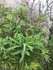 Lyonothamnus floribundus