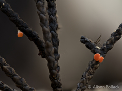 Pseudopithyella minuscula