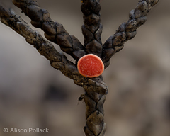 Pseudopithyella minuscula