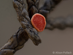 Pseudopithyella minuscula