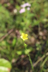 Linum sulcatum