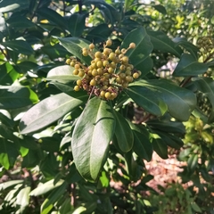 Ardisia escallonioides