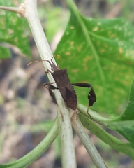 Leptoglossus concaviusculus