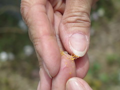 Escobaria missouriensis