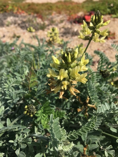 Image of Astragalus nevinii by (c) Vincent Weber, some rights reserved (CC BY-SA)