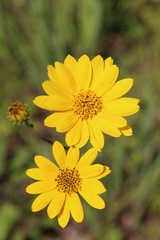 Helianthus occidentalis