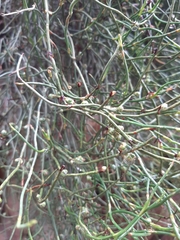 Ephedra triandra