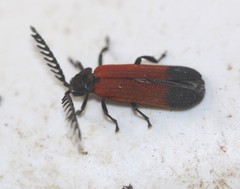 Cladophorus cinctus