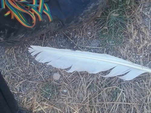 Plume de Cygne noir