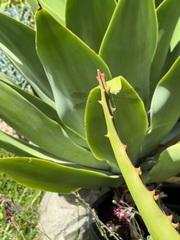 Hemicordulia australiae