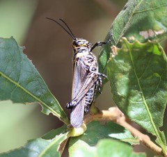 Chromacris nuptialis