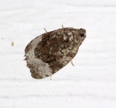 Apotomis funerea