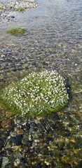 Saxifraga cernua