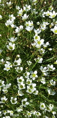 Saxifraga cernua