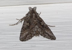 Syngrapha octoscripta