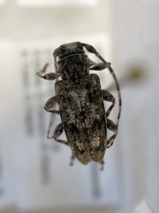 Aegomorphus modestus
