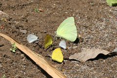 Aphrissa statira statira