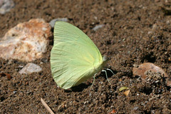 Aphrissa statira statira