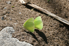 Aphrissa statira statira