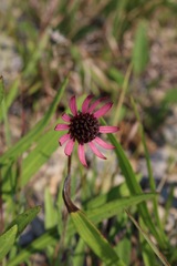 Echinacea tennesseensis