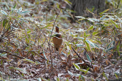 Bambusicola thoracicus