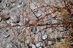 Geoffroea decorticans