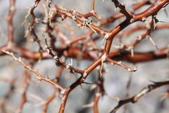 Geoffroea decorticans