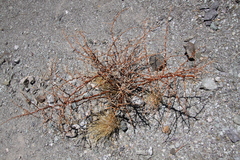 Geoffroea decorticans