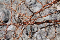 Geoffroea decorticans