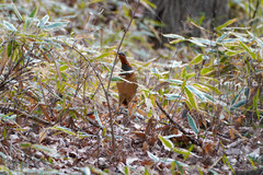 Bambusicola thoracicus