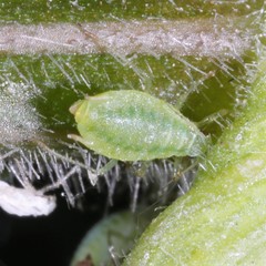 Cavariella theobaldi