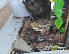 Rhinella diptycha