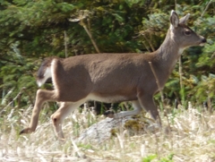 Odocoileus hemionus sitkensis