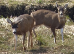 Odocoileus hemionus sitkensis