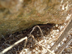 Psammodromus occidentalis
