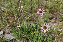 Echinacea tennesseensis