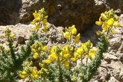 Adenocarpus viscosus image