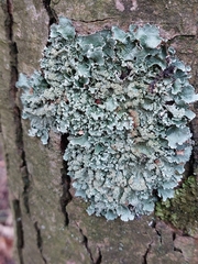 Parmotrema pseudoreticulatum