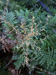 Coprosma propinqua propinqua