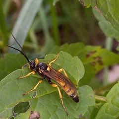 Obtusodonta equitatoria
