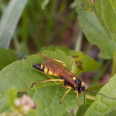 Obtusodonta equitatoria