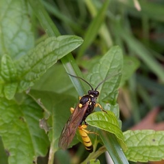 Obtusodonta equitatoria