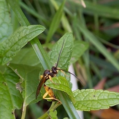 Obtusodonta equitatoria