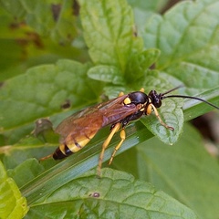 Obtusodonta equitatoria