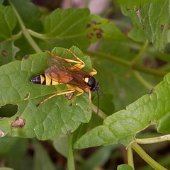 Obtusodonta equitatoria