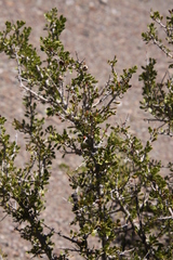 Schinus johnstonii