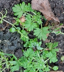 Alchemilla australis