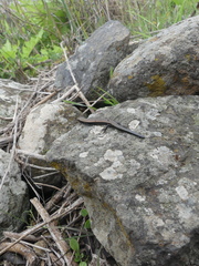 Chalcides viridanus