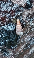 Alinda biplicata